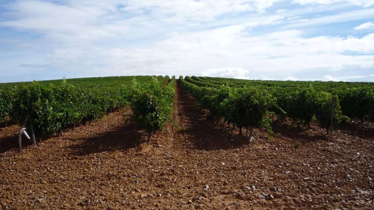 Descontento en el sector vitivinícola por la propuesta del Gobierno para paliar los graves daños del covid-19