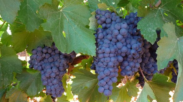Racimos de uva en una cepa de Prieto Picudo dispuesta en espaldera en una viña de Valdevimbre/DO LEÓN