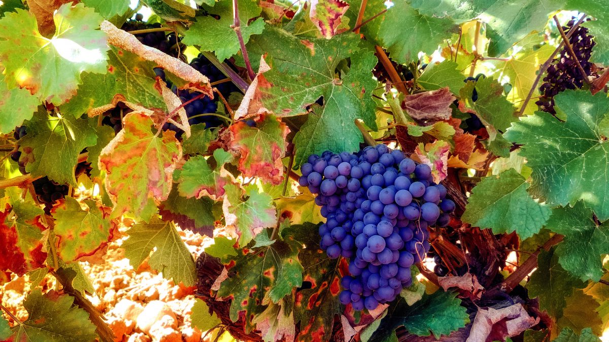 DO Leon reaches 3.1 million kilos of grapes of exceptional quality in a harvest that broke forecasts